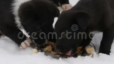 饥饿的小狗用铁圆盘吃鱼头。 三只可爱的小黑白小狗在雪地里吃东西