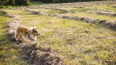 科利犬在<strong>阳光下奔跑</strong>在绿野上