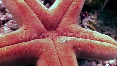 马尔代夫海底的海星靠近海底