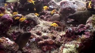 在马尔代夫，潜水员用鱼食从水下的手喂养海鳗。