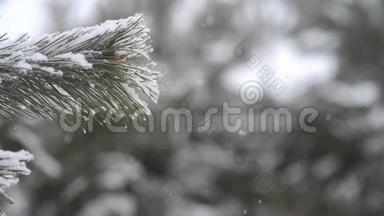 落在松枝上的雪；落在松枝上的雪花.. 圣诞节背景，新年