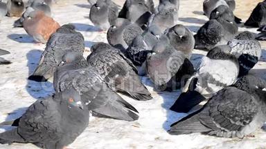许多灰鸽子坐在地上<strong>晒太阳</strong>