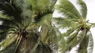 在暴风雨或飓风来临前，椰子树在风中摇曳
