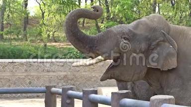 在韩国中央动物园喂大象。 二〇一七年四月三<strong>十日</strong>.. 平壤，朝鲜-朝鲜。 UHD-4K