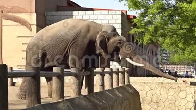在韩国中央动物园喂大象。 二〇一七年四月三十日.. 平壤，朝鲜-朝鲜。 UHD-4K