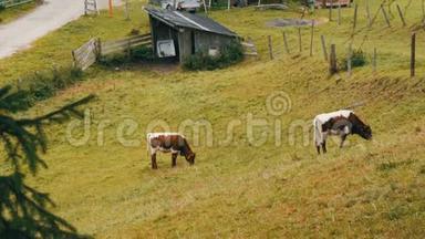 红白奶牛在山区放牧。 用放牧的奶牛鸟瞰乡村。 农业背景。
