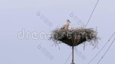 鹳鸟一家正坐在天空背景的高压电线支柱上的巢里