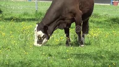奶牛和小牛在草地上放牧，<strong>自由奔跑</strong>