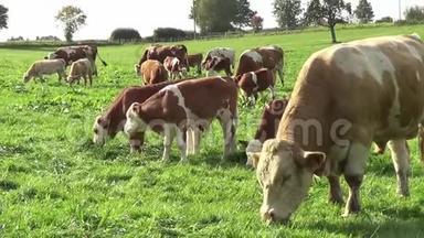 奶牛和小牛在草地上放牧，<strong>自由奔跑</strong>