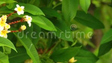 卢白梅属常见的佛兰吉帕尼开花