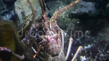 欧洲刺龙虾线爪对活水下