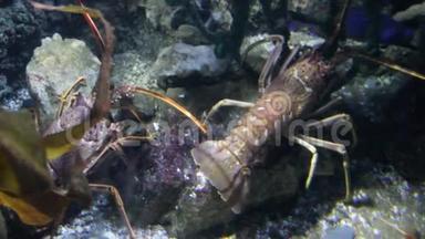 欧洲刺龙虾线爪对活水下