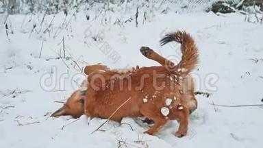 两只狗在雪地冬天的生活方式中打架。 两只狗互相咬，跑，滚。 狗打架概念