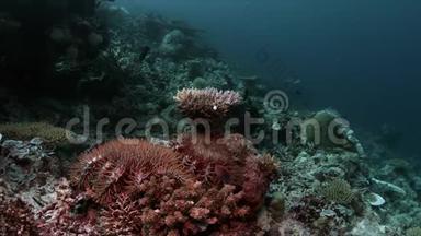 珊瑚礁上的刺冠<strong>海星</strong>4k