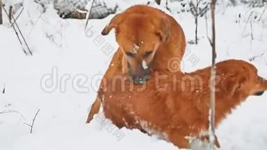 两只狗在雪地里打架。 两只狗互相咬，跑，滚。 狗打架生活方式概念