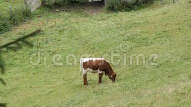 红白奶牛在山区放牧。 用放牧的奶牛鸟瞰乡村。 农业背景。