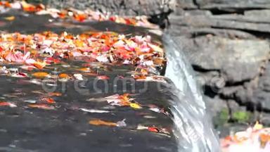 落叶和水坝的视频