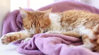 睡在窗台上的紫丁香毯子上的红白猫小猫