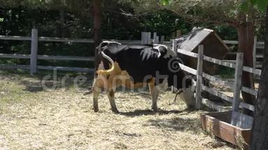 夏天，奶牛在牧场上放牧. 在夏天的牧场上放牛草。
