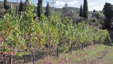 在阳光明媚的秋日，葡萄藤与成熟的葡萄串一起酿制葡萄酒