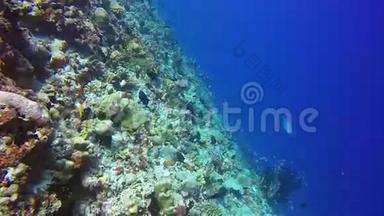 在<strong>海底海底</strong>的清澈<strong>海底背景</strong>下丢弃珊瑚礁学校外科医生鱼。