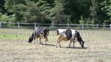 夏天，奶牛在牧场上放牧. 在夏天的牧场上放牛草。