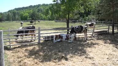 夏天，<strong>奶牛</strong>在<strong>牧场</strong>上放牧. 在夏天的<strong>牧场</strong>上放牛草。