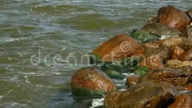海<strong>水中</strong>有绿色的海藻，在<strong>水中</strong>的石头上有苔藓。
