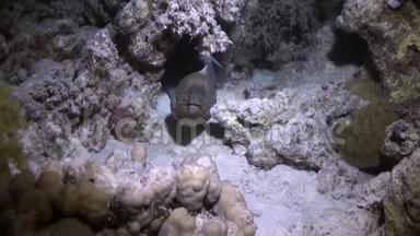 大愤怒的莫雷在珊瑚礁上游泳寻找食物。