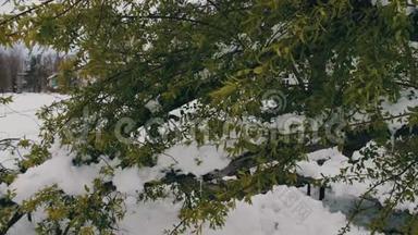 春天暴风雪的后果。 残破的绿树被雪、雪、雪和雪覆盖