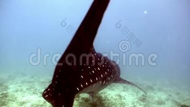 鲸鲨的巨大尺寸在水下寻找马尔代夫海底的食物。