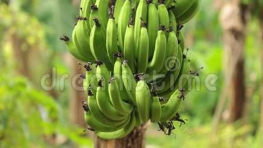 <strong>香蕉种植</strong>园的午餐