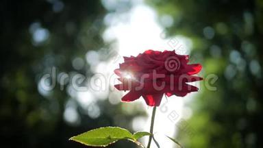 花园里<strong>盛开</strong>的<strong>红玫瑰</strong>，阳光灿烂。