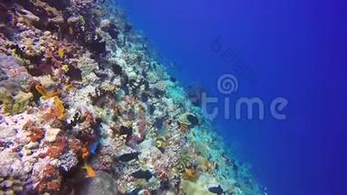 在<strong>海底海底海底</strong>的<strong>背景</strong>下丢弃珊瑚礁学校外科医生鱼。