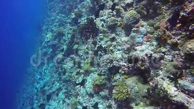 在海底海底的清澈海底背景下丢弃珊瑚礁学校外科医生鱼。