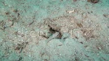 马尔代夫海底清澈海底背景下的戈比鱼。