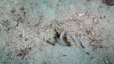 马尔代夫海底清澈海底背景下的戈比鱼。