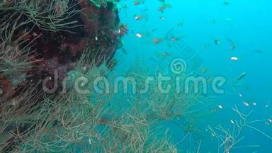 在马尔代夫海底的清澈海底背景下，鱼群发光。
