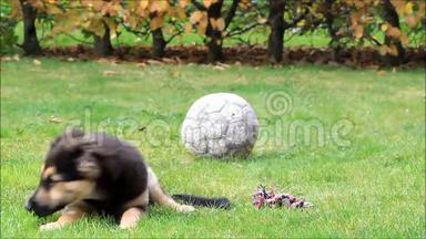 小狗，玩具躺在草地上，秋天