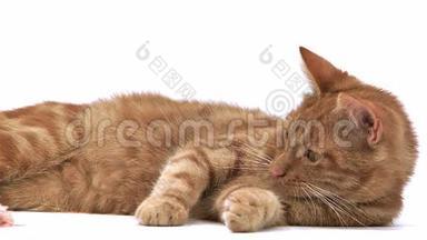 红色禁忌家庭猫，成人躺和玩白色背景，