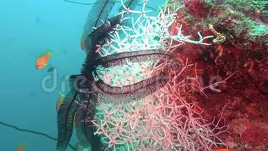 马尔代夫海底清澈海底背景下的海百合<strong>黑红</strong>色。
