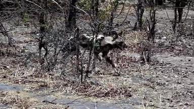 非洲野狗、莱卡翁皮特斯、莫雷米保护区、博茨瓦纳奥卡万戈保护区