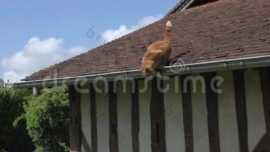 从诺曼底屋顶跳出来的红塔比家猫，