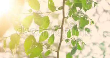 在阳光闪烁的天空中，榆树的<strong>绿春</strong>叶，在洁净的环境中开始新的生活