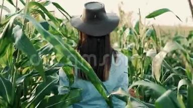 戴着帽子的年轻农民女孩，在玉米地上，在阳光下穿过高高的玉米秸秆。 农业耕作