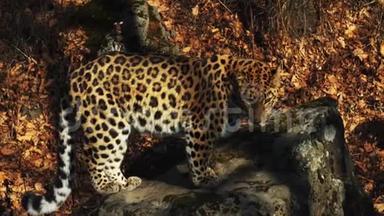俄罗斯Primorsky野生动物园里美丽的稀有美洲豹