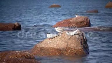 两只海鸥的成年鸟和一只小鸟在海中的石头上