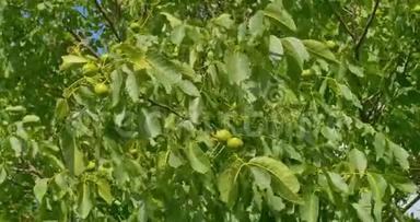一些树上的绿色核桃。 核桃是圆的，单种子的核桃树的石果..