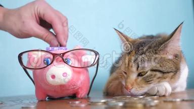猪<strong>银行</strong>和猫团队合作搞笑视频钱概念<strong>金融</strong>业务会计。 财猫会计<strong>金融</strong>家