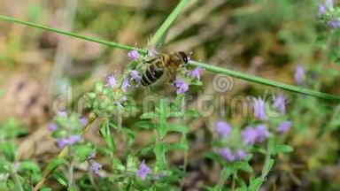 蜜蜂从百里香花中采蜜.